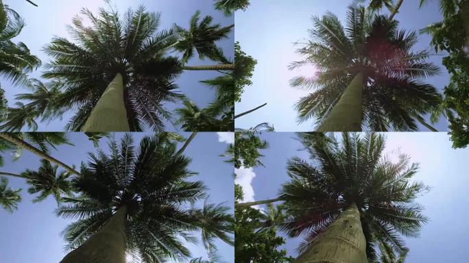丛林中的异国棕榈树。追踪棕榈树周围的镜头