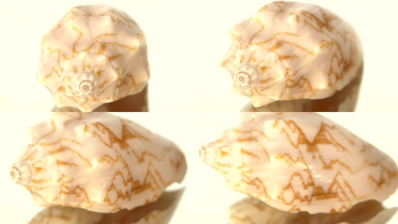 海洋贝壳孤立在白色，旋转，反射，特写