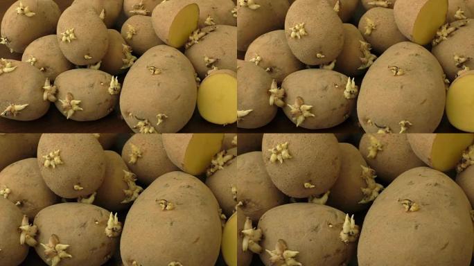 发芽土豆，用于在木质表面上种植