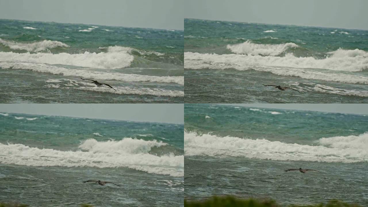 鹈鹕飞行慢动作。加勒比海鹈鹕飞越海上风暴，长焦。多米尼加共和国。