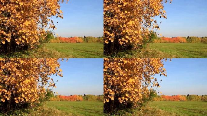 秋天，白杨树枝在蓝天的风中摇晃