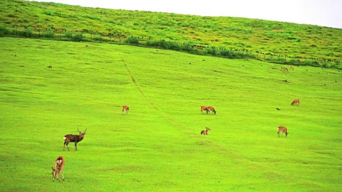 奈良鹿在日本奈良公园免费漫游，用于adv或其他用途