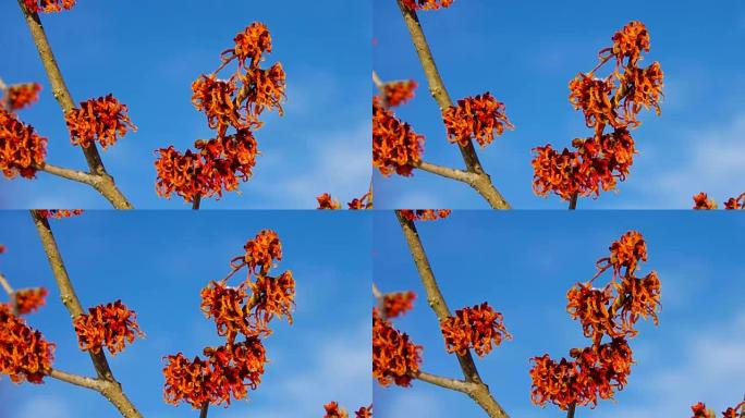 hamamelis