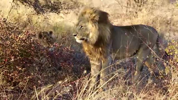 一只大雄狮子在博茨瓦纳的乔贝野生动物保护区四处张望