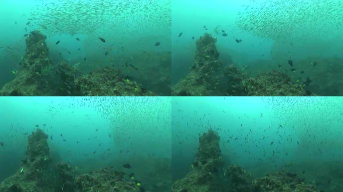 珊瑚生命潜水莫桑比克南非水下视频
