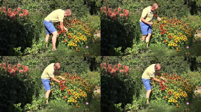 穿着短裤的年轻园丁在阳光明媚的花园里摘红花
