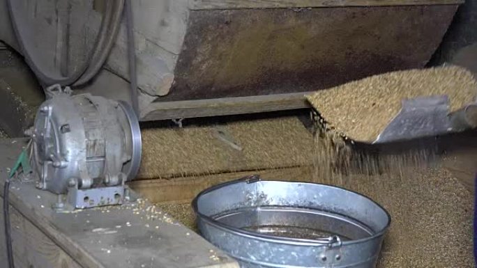 机器筛分谷物和工人的手将燕麦倒入钢桶中