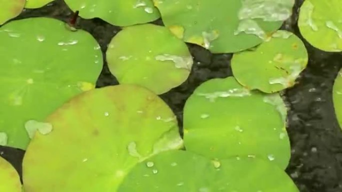 亚洲自然: 中等和近距离的水珠从百合花表面反弹