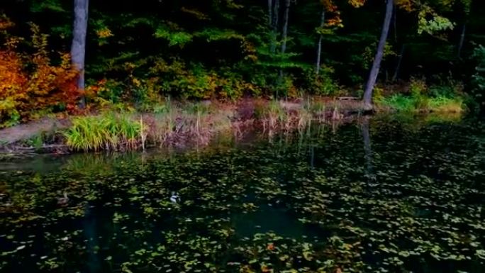 漂浮在覆盖着干叶的森林湖的绿水中的德雷克