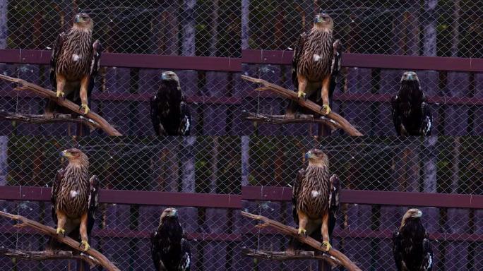 草原鹰(鸟)和老鹰掘墓人(鸟)安静地坐在动物园的围栏里。老鹰们在吃东西，所以他静静地坐着，环顾四周。
