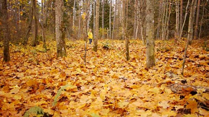 在秋天的森林中漫步