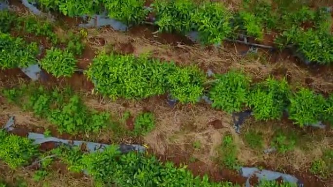 泰国的空中有机辣椒农场