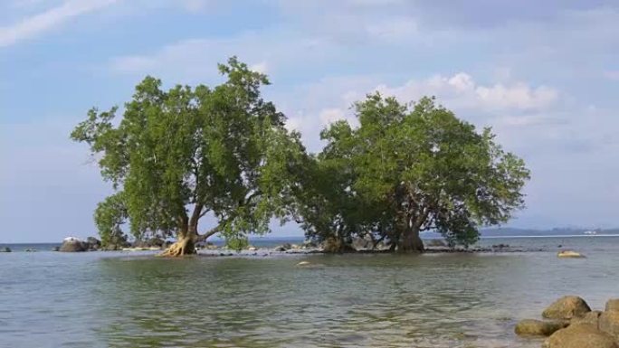泰国普吉岛机场海滩树木全景4k