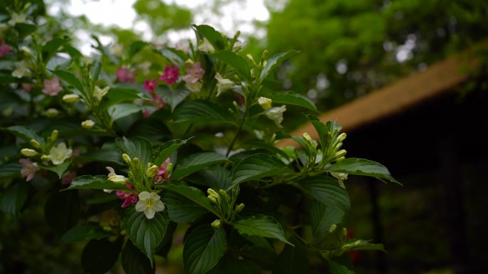 红王子锦带、锦带花盛开 花朵特写