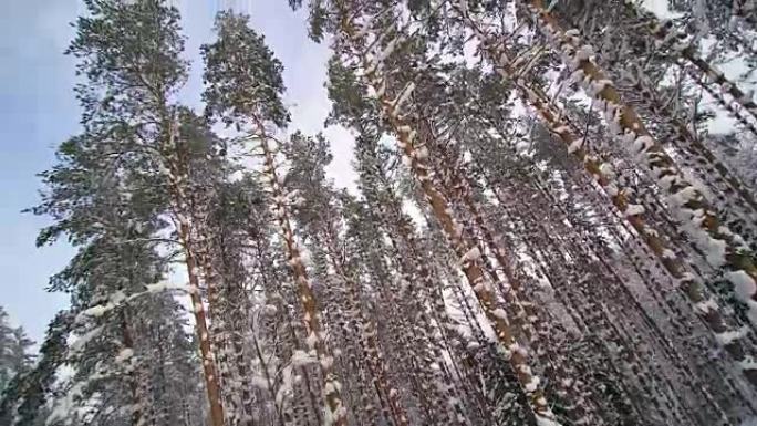 高大的树木覆盖着厚厚的积雪