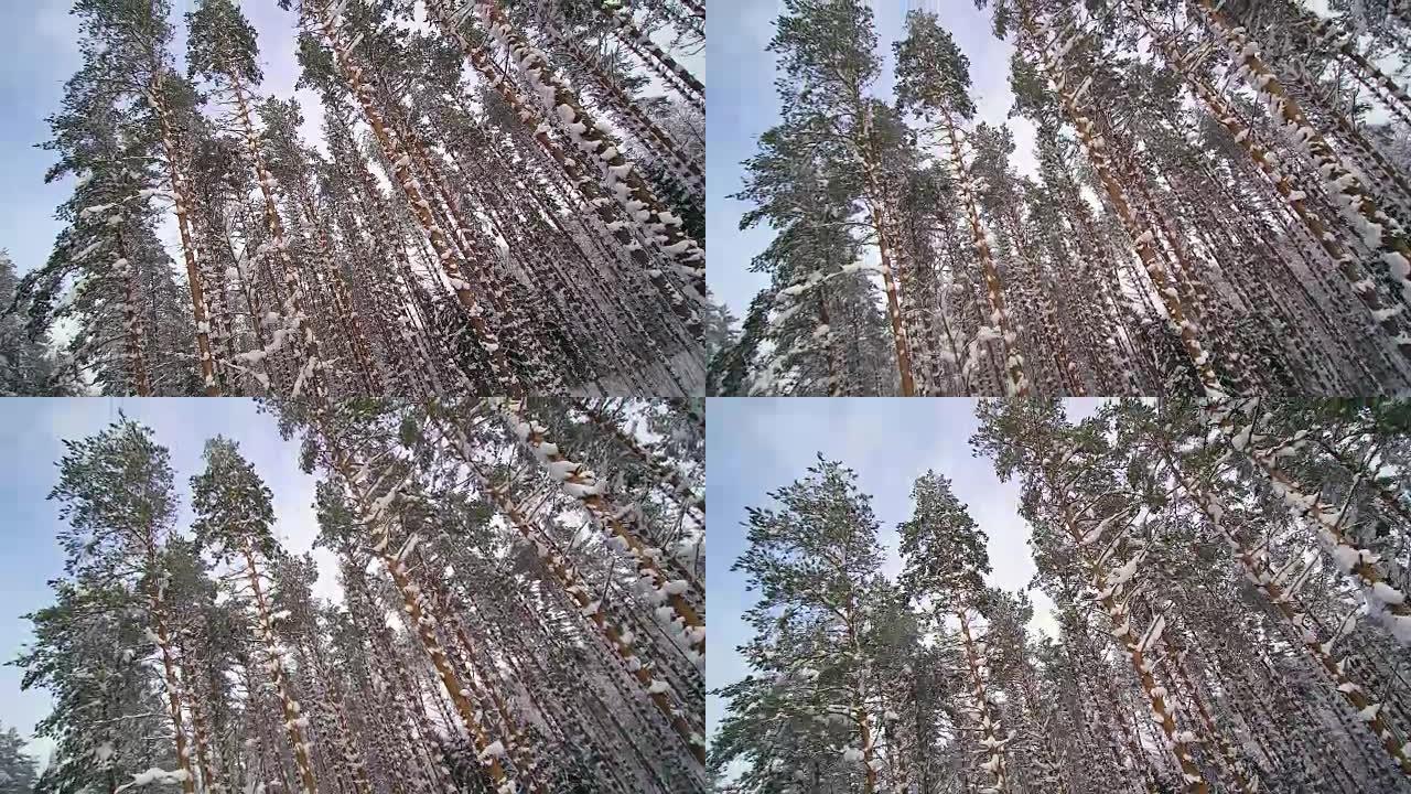 高大的树木覆盖着厚厚的积雪