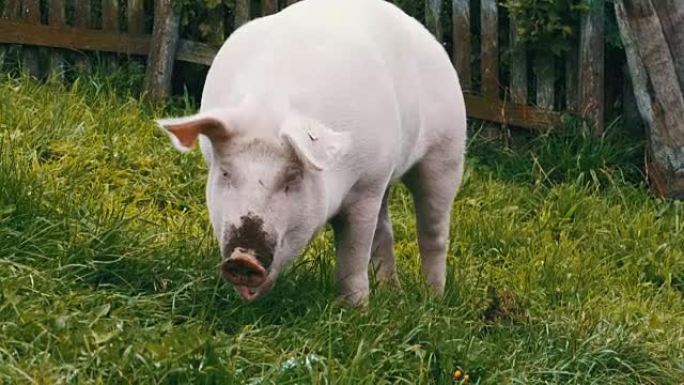 粉红猪在奥地利山区的绿色草地上行走并吃根
