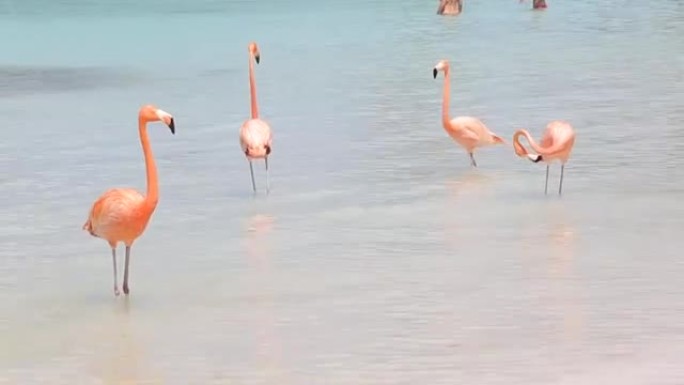 海滩上的粉红色火烈鸟