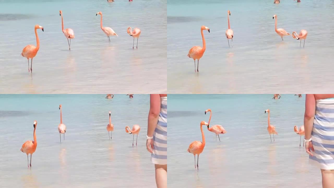 海滩上的粉红色火烈鸟