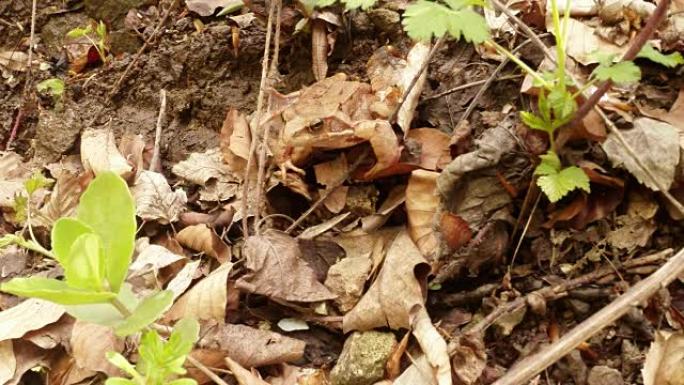 陆地上的草蛙方便地藏在落叶中