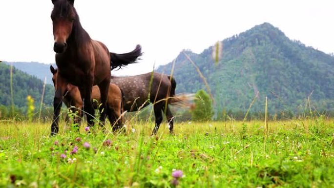 三匹马在草地上放牧