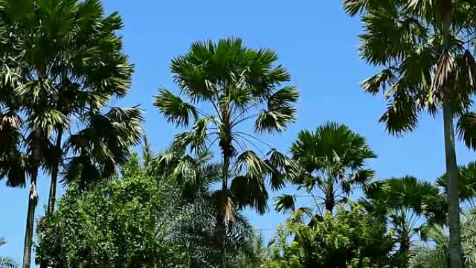 晴天的热带树木，棕榈树，自然背景