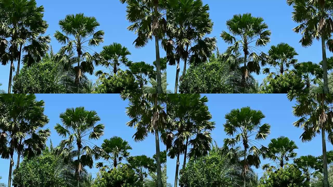 晴天的热带树木，棕榈树，自然背景
