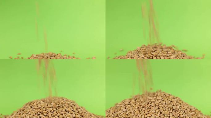 落在绿色屏幕上的小麦堆上的谷物小麦