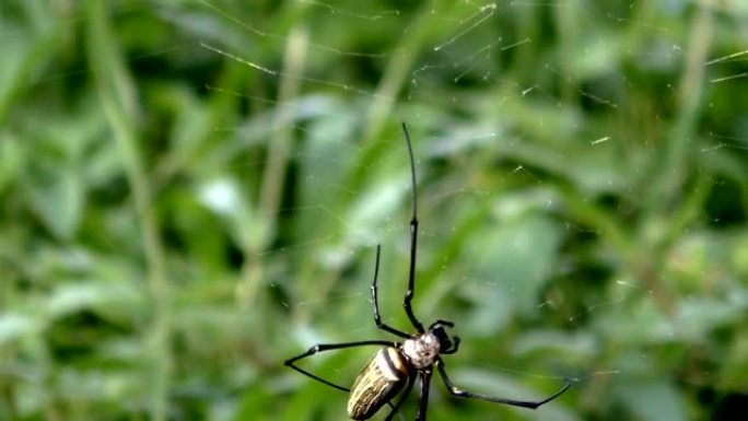 在热带森林中关闭网络上的蜘蛛