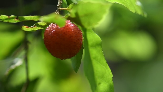 夏天成熟杨梅特写