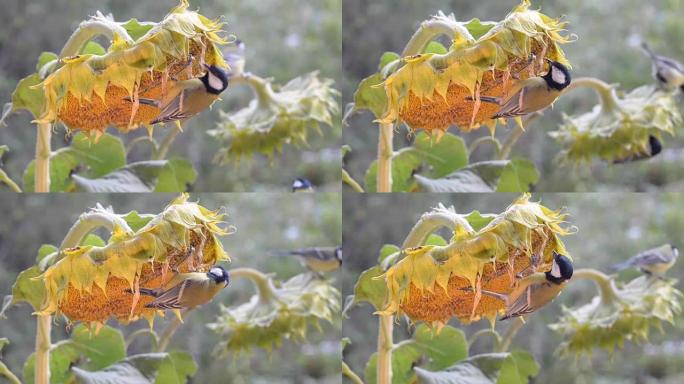 鸟类吃葵花籽