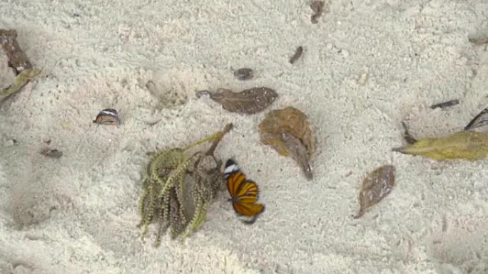 沙滩上的帝王蝶