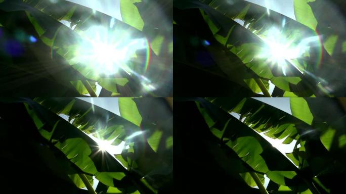 通过热带香蕉叶的摄像机跟踪