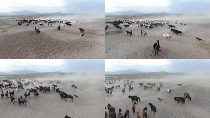 航拍一群纯种马在沙漠中行进的画面。