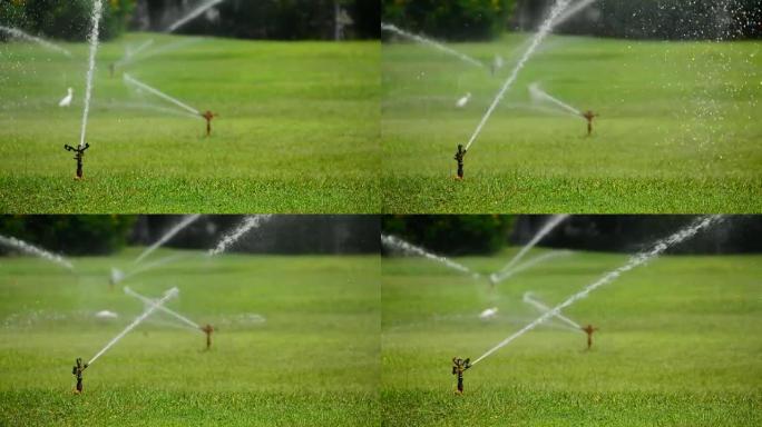 洒水器将水喷洒在绿色阳光充足的田野上