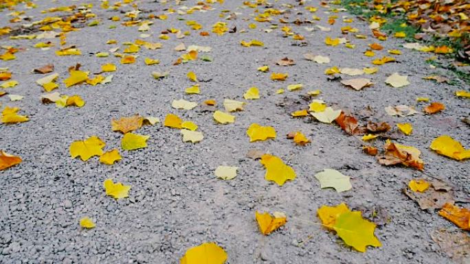 秋叶落到地上