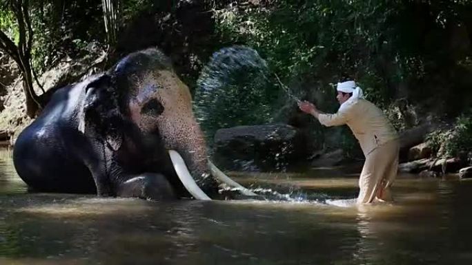 泰国清迈克里克的亚洲马胡特大象。