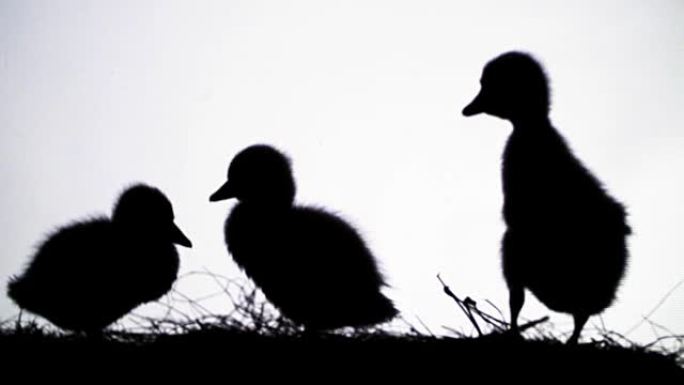 白色背景上的黑色轮廓，人物，三只小鸭的轮廓