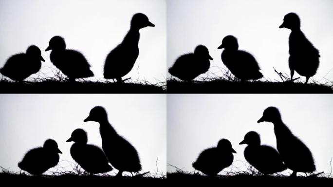 白色背景上的黑色轮廓，人物，三只小鸭的轮廓
