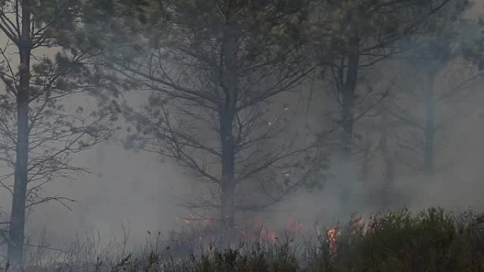 减少松树林中的树冠火灾