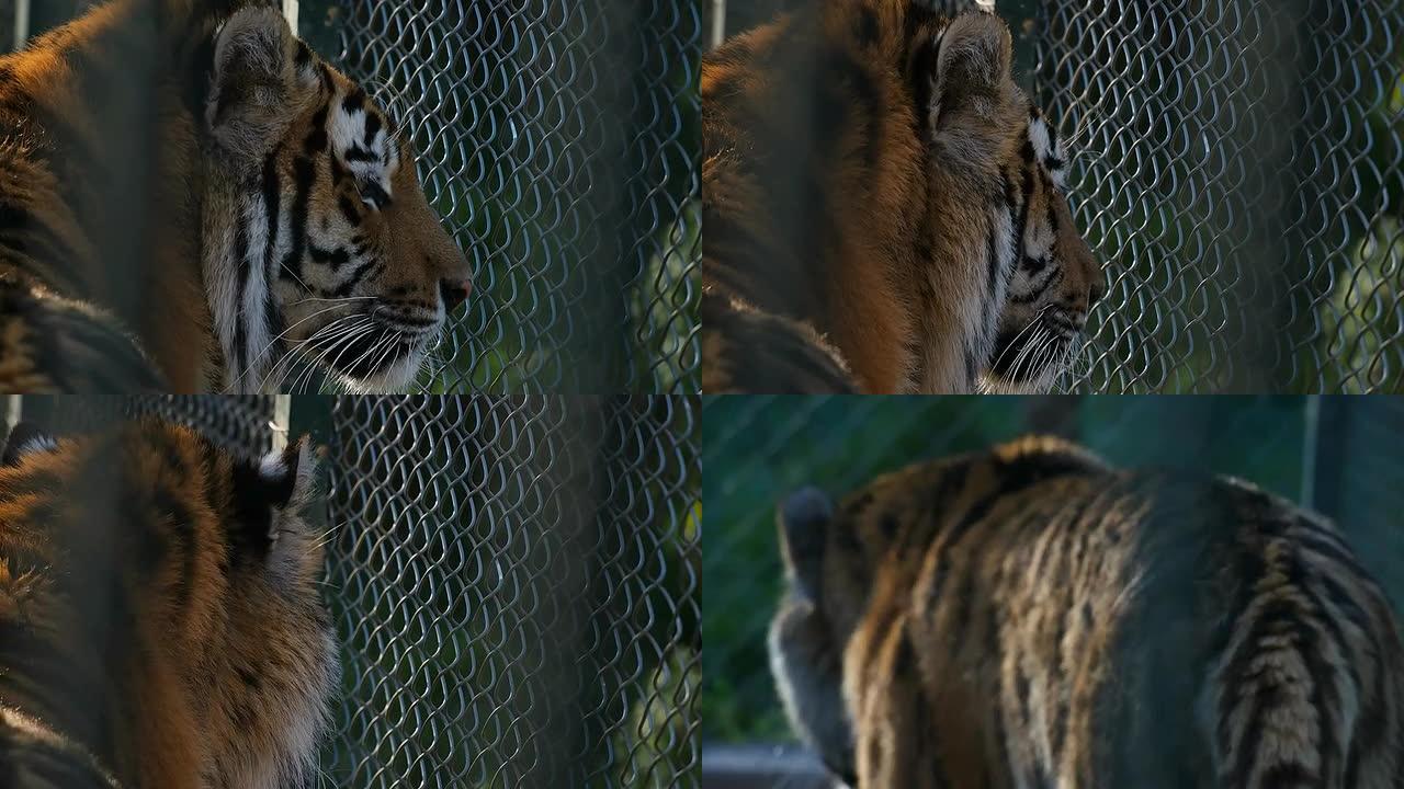 动物园里的老虎