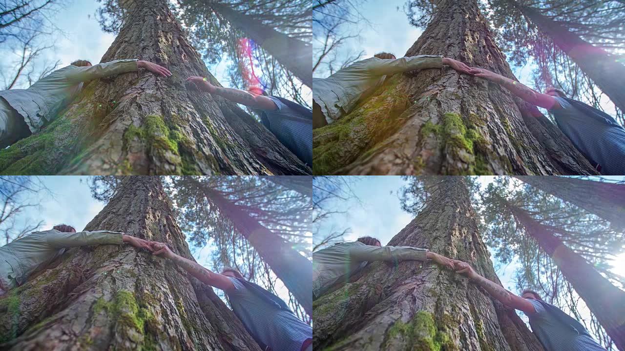 这对相爱的夫妇在大树间散步时试图拥抱一棵树，因为他们想看看森林是什么样子。