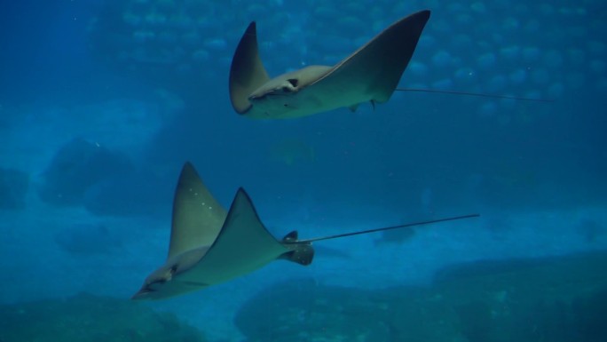 珠海长隆海洋王国海洋生物围观超多人群