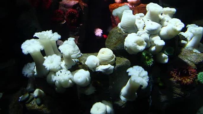 巨型白羽海葵的殖民地，一种水下海葵