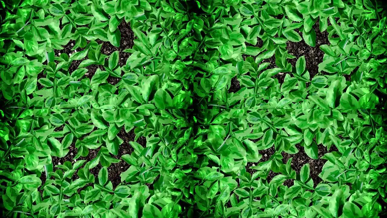 绿色灌木在无缝循环中以定格方式在地面土壤上移动