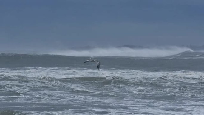 暴风雨天气期间海燕鸟飞过海浪
