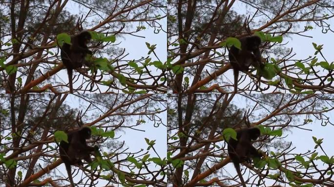 黑叶猴坐在树枝上