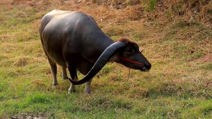 泰国水牛角长吃草。