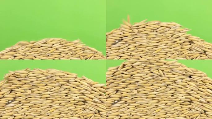 落在绿屏上的一堆燕麦上的燕麦