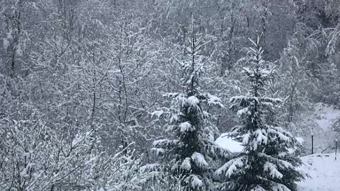 降雪平静而安静地落在树枝上。冬天